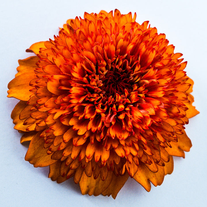 A single blooms from the Zinderella Zest Zinnia mix on a light background.
