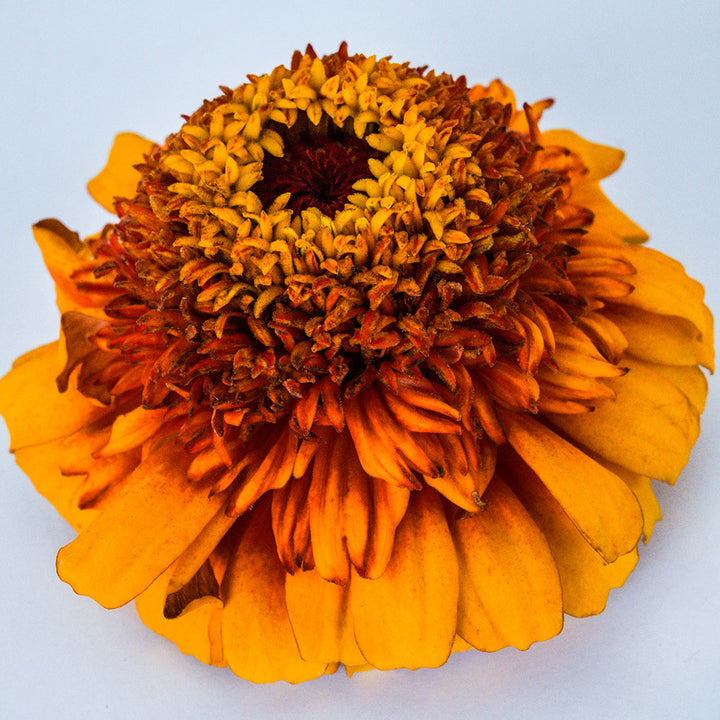 A micro close-up of a single Zinderella Zest Zinnia.