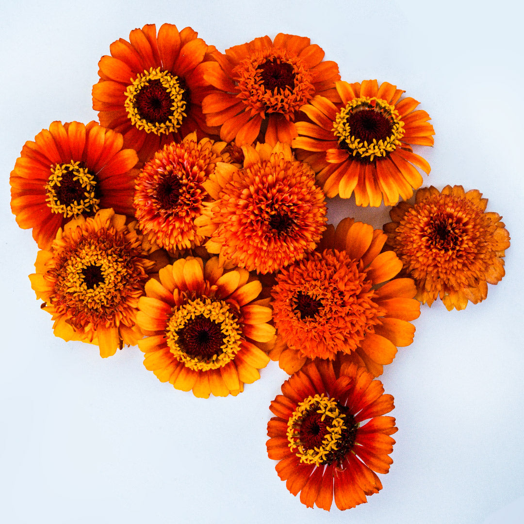 A close-up view of Zinderella Zest Zinnias on a white background.