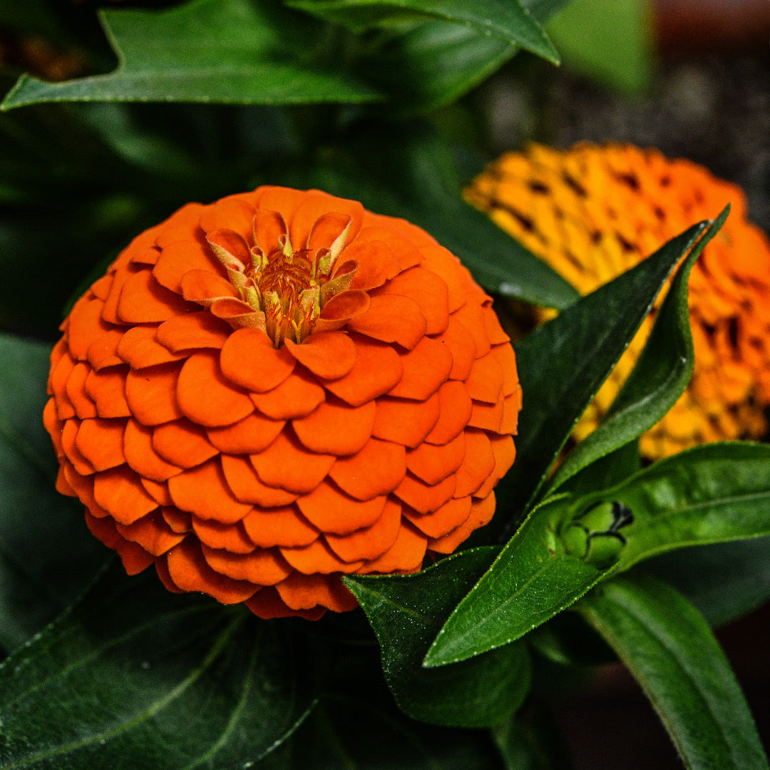A couple of Zinnita Orange Zinnias growing in the garden at Baker Creek.
