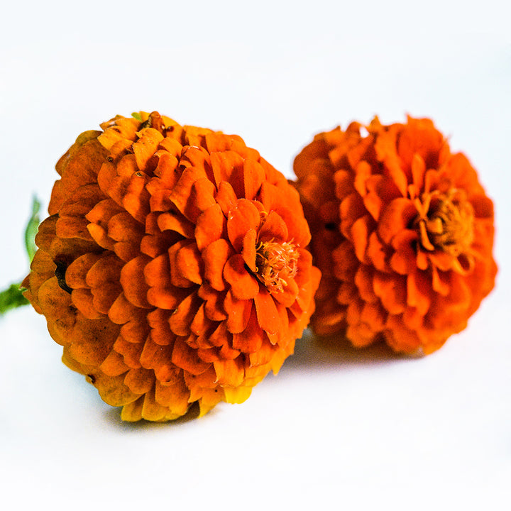 A profile view of a pair of Zinnita Orange Zinnias on white.