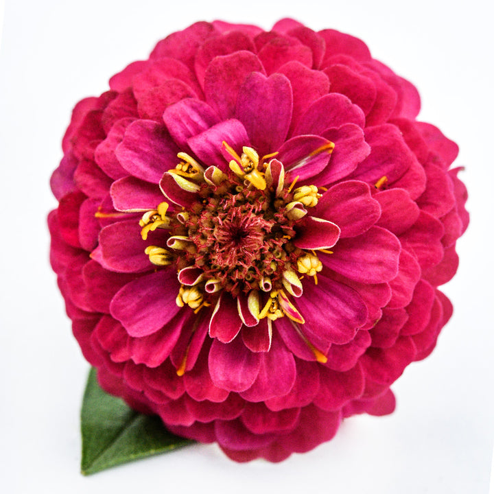 A close-up of a single Zinnita Rose Zinnia flower on a white background.