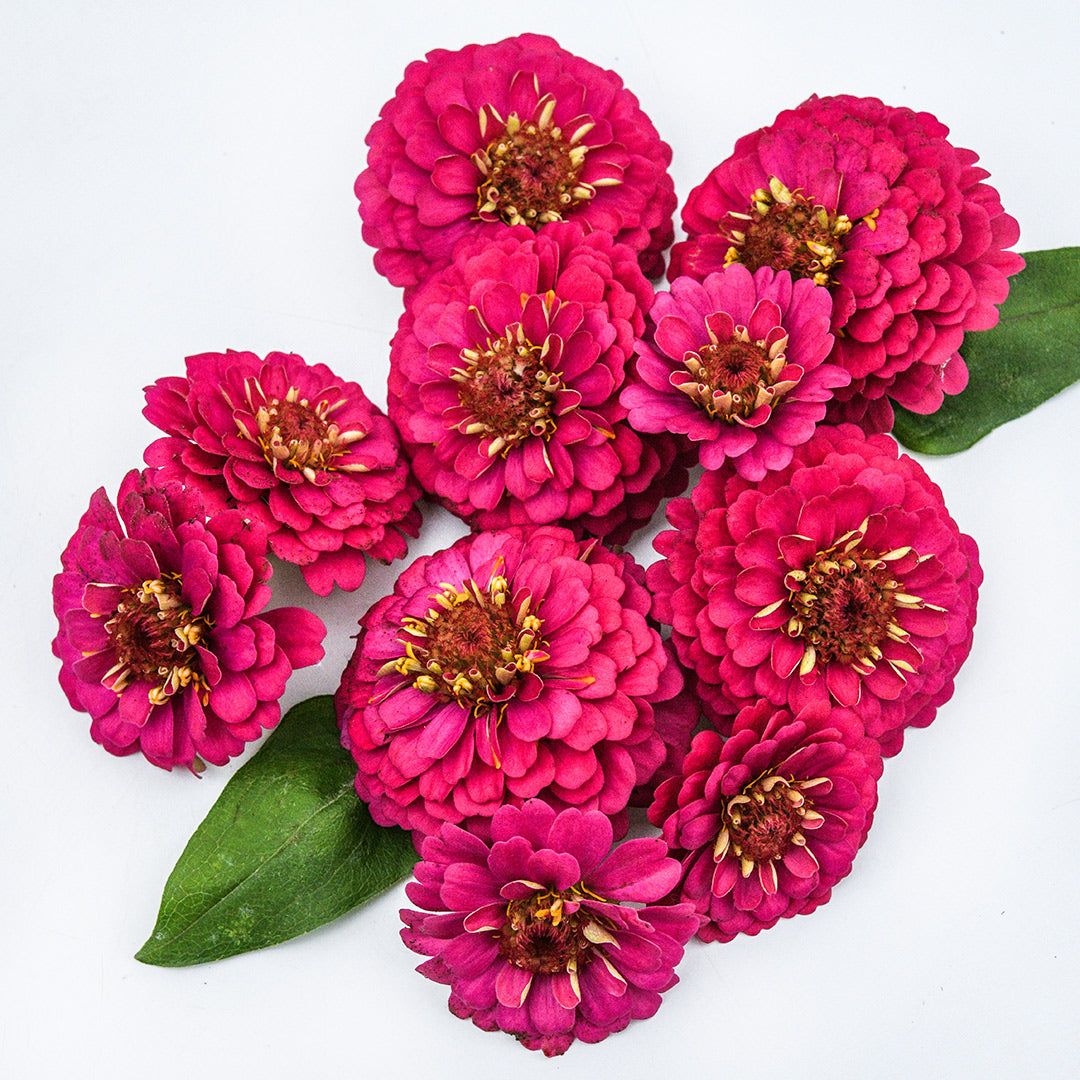 A cluster of Zinnita Rose Zinnias arranged on white background with leaves.