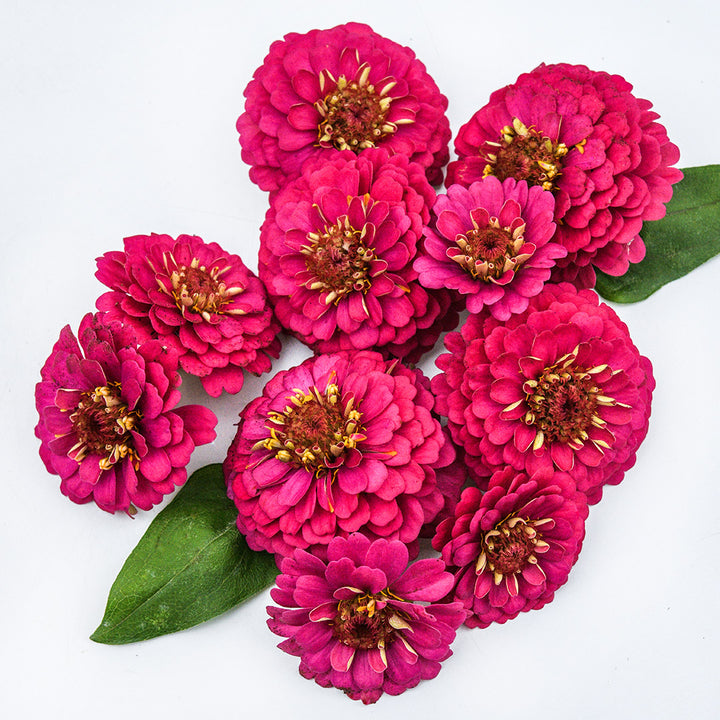 A cluster of Zinnita Rose Zinnias arranged on white background with leaves.