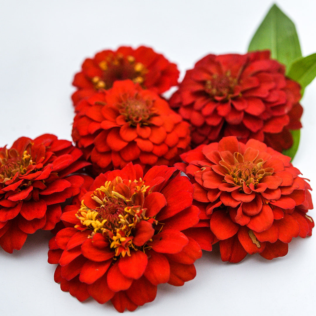 A profile of Zinnita Scarlet Zinnias on a white background.