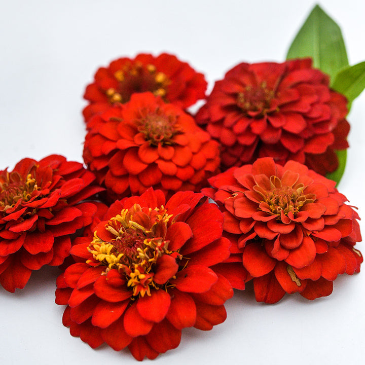 A profile of Zinnita Scarlet Zinnias on a white background.