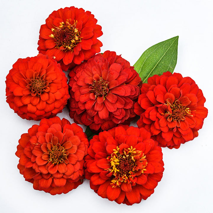 A half dozen Zinnita Scarlet Zinnia flowers with leaves arranged on a white background.