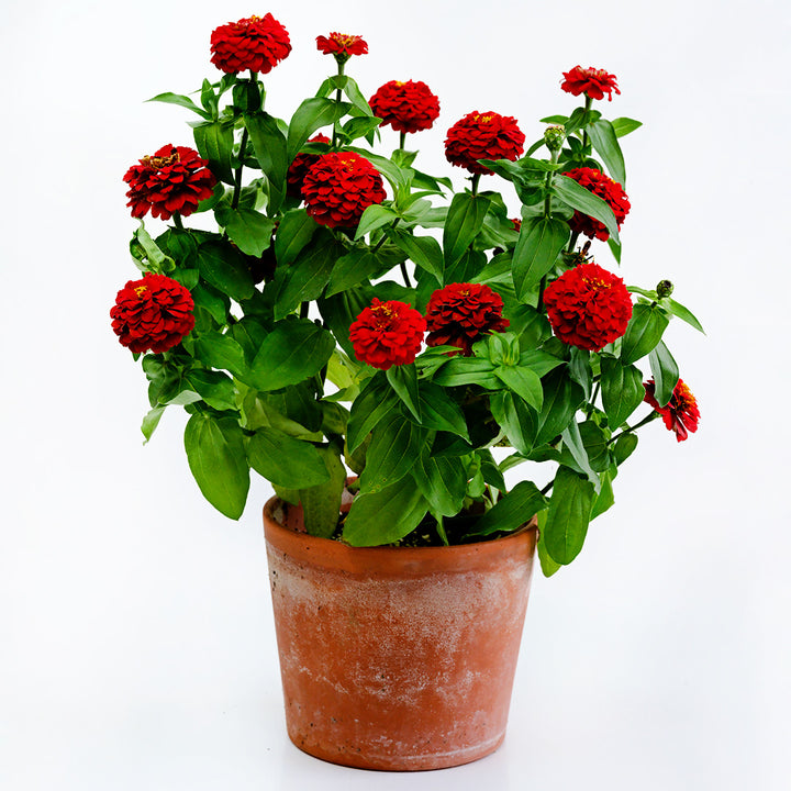 Zinnita Scarlet Zinnia plant in a terra cotta pot on a white background.