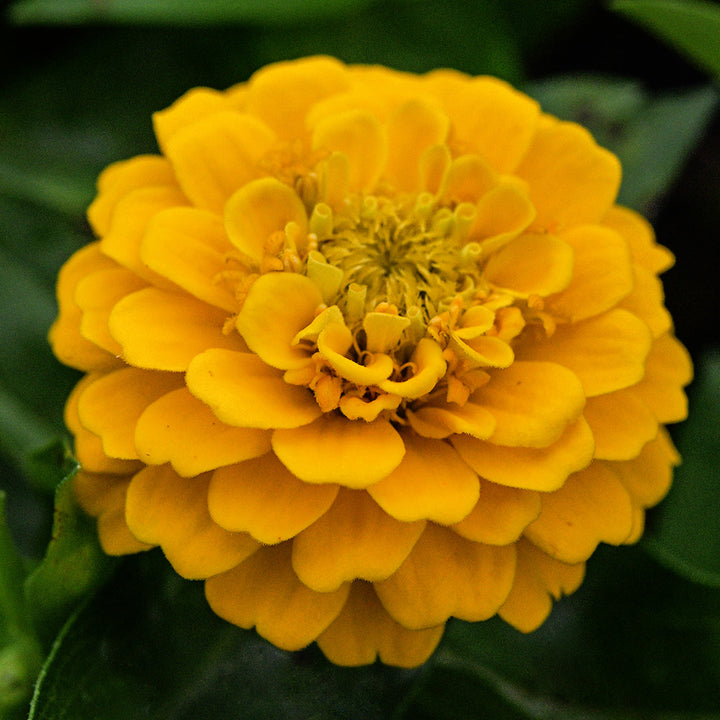 A close-up of a single Zinnita Yellow Zinnia growing in the Baker Creek gardens.