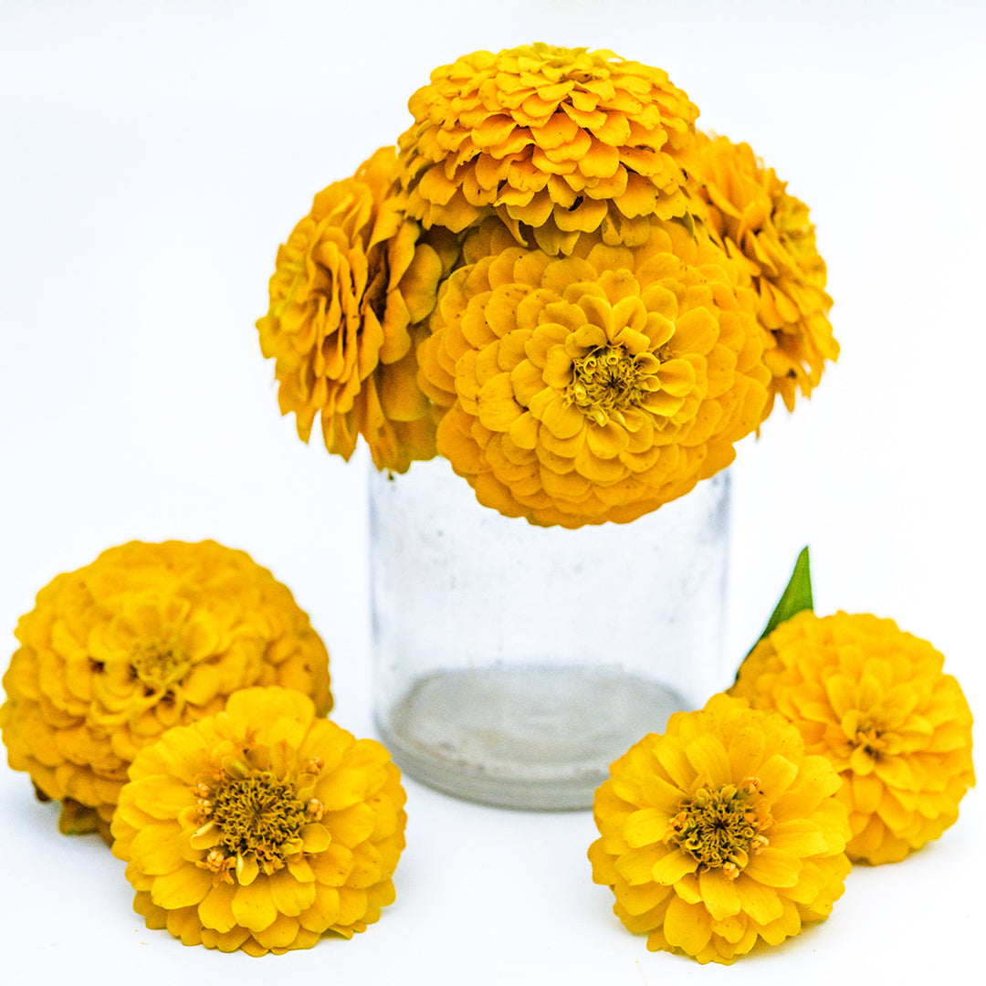 Zinnita Yellow Zinnias in an arrangement in a small glass jar on a white background.