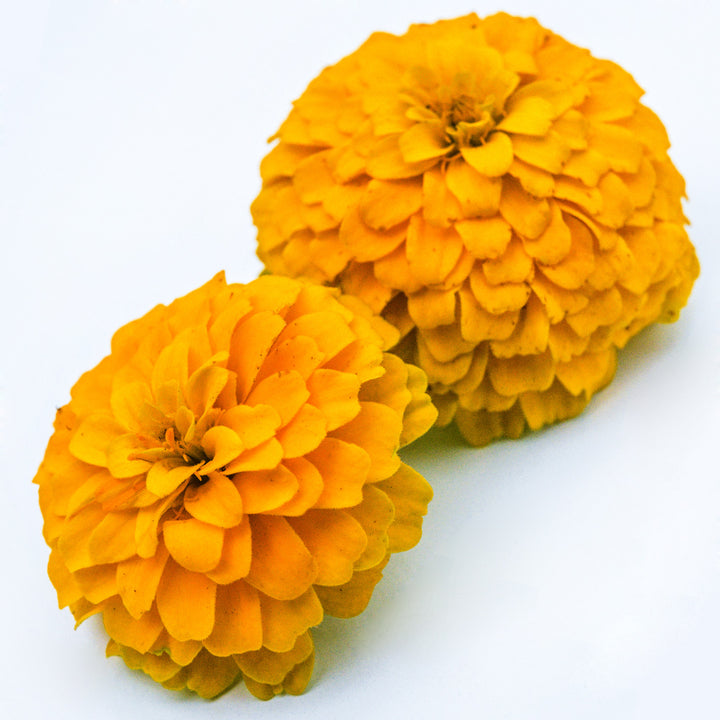 A couple of Zinnita Yellow Zinnia flowers resting on a white background.