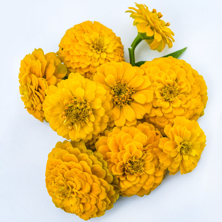 An overhead view of Zinnita Yellow Zinnias arranged on a white background.