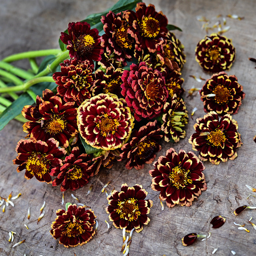 A posey of Aztec Burgundy Bicolor Zinnias on a wooden background.