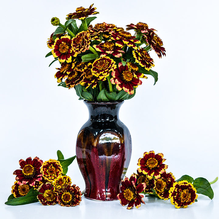 Aztec Burgundy Bicolor Zinnias in a burgundy ceramic vase on white seamless background.