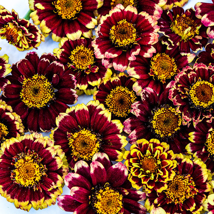 A close-up view of Aztec Burgundy Bicolor Zinnia blooms.