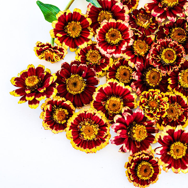 A close-up of Aztec Burgundy Bicolor Zinnias on a white background.