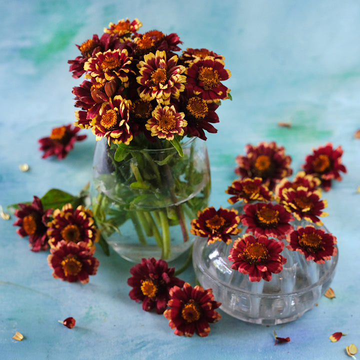 Aztec Burgundy Bicolor Zinnias in glass vase surrounded by blooms on a blue background.