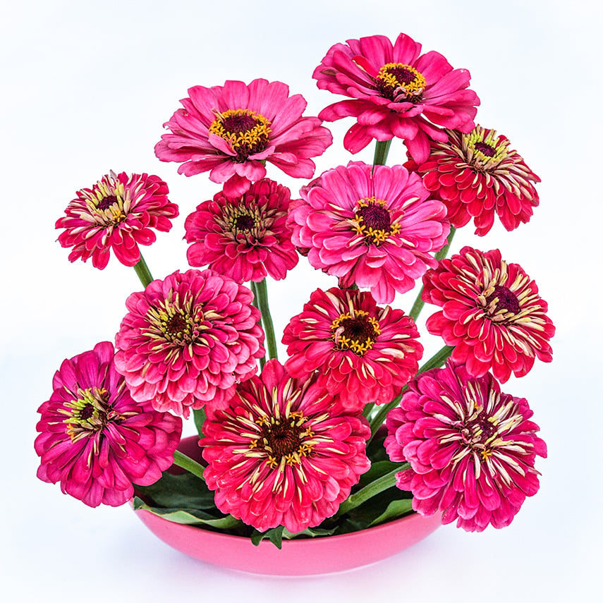 A floral arrangement of Exquisite Zinnias in a matching pink bowl on a white background.