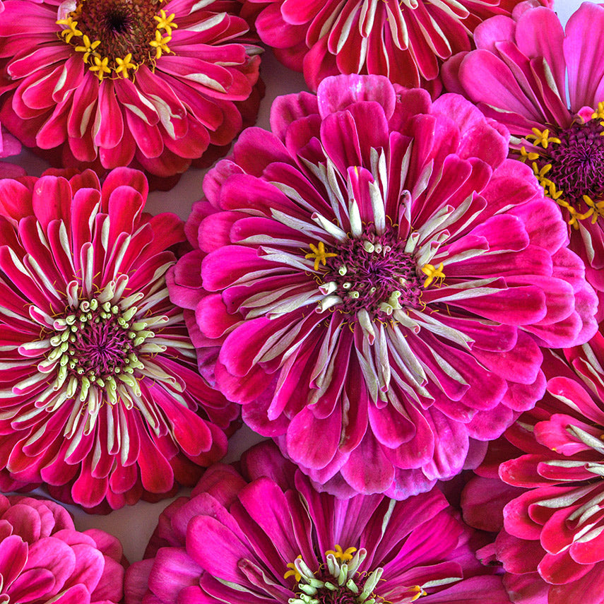 A close-up macro view of Exquisite Zinnias.