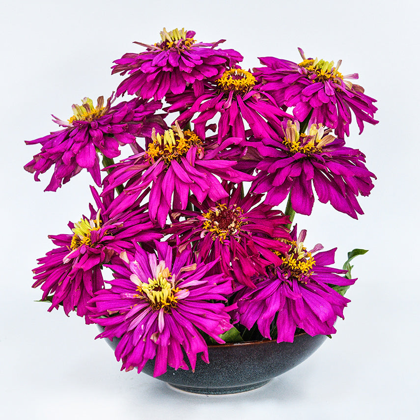 A floral arrangement of Lila Cactus Zinnias in a ceramic bowl on a white background.