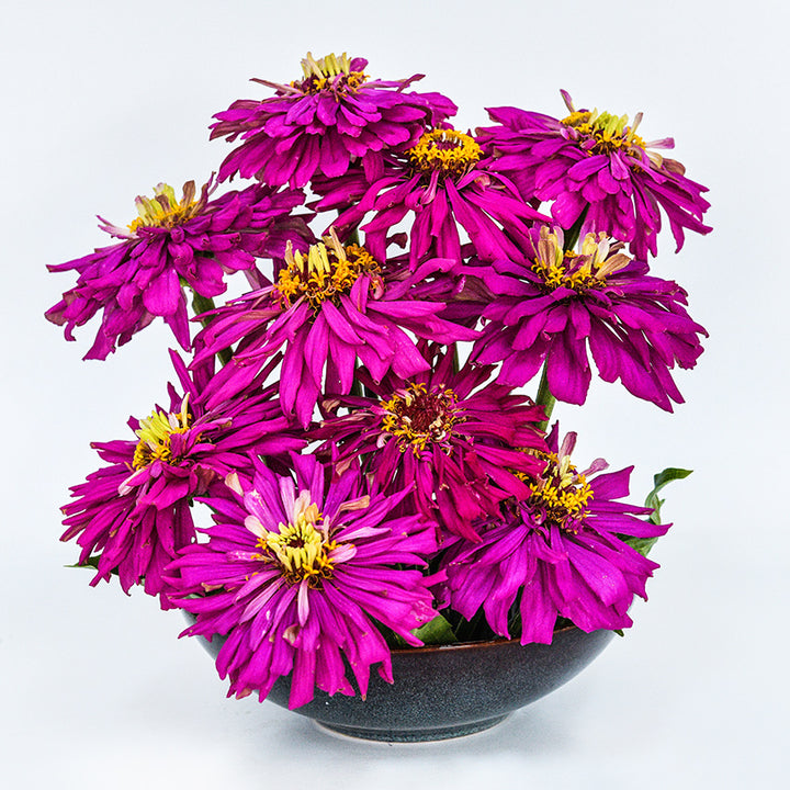 A floral arrangement of Lila Cactus Zinnias in a ceramic bowl on a white background.