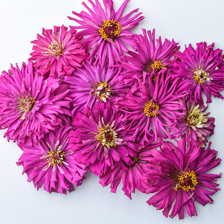 Lila Cactus Zinnias arranged on white background.