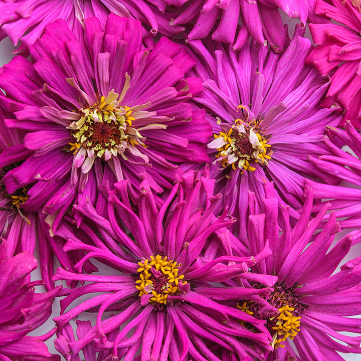 Close-up macro view of Lila Cactus Zinnia flowers.