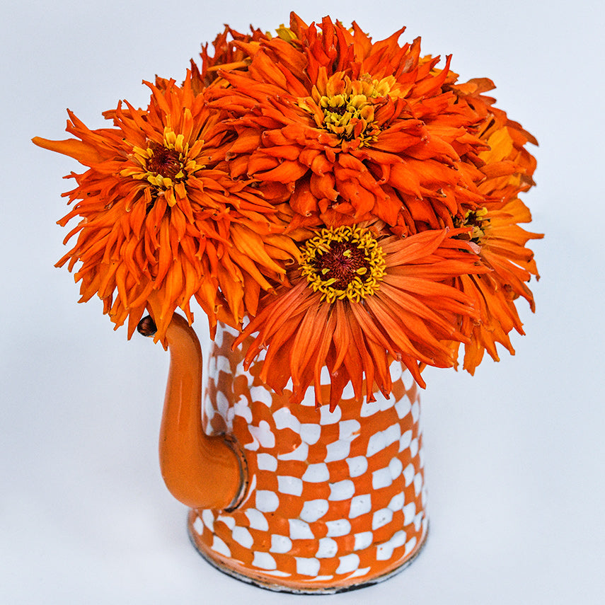 A floral arrangement of Orange Cactus Zinnias in an orange and white pitcher on a white background.