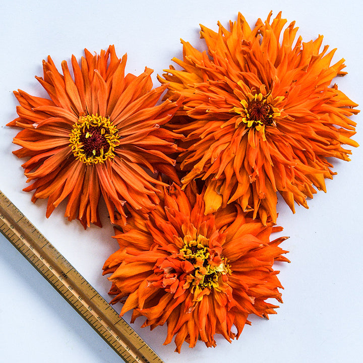A trio of large Orange Cactus Zinnias with a ruler to show size on a white background.