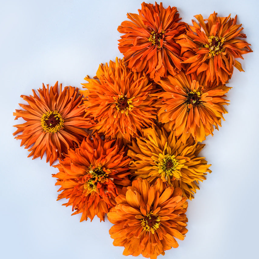 An overhead view of Orange Cactus Zinnias arranged on white background.