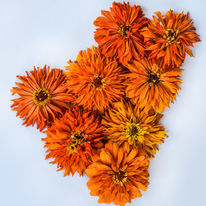 An overhead view of Orange Cactus Zinnias arranged on white background.