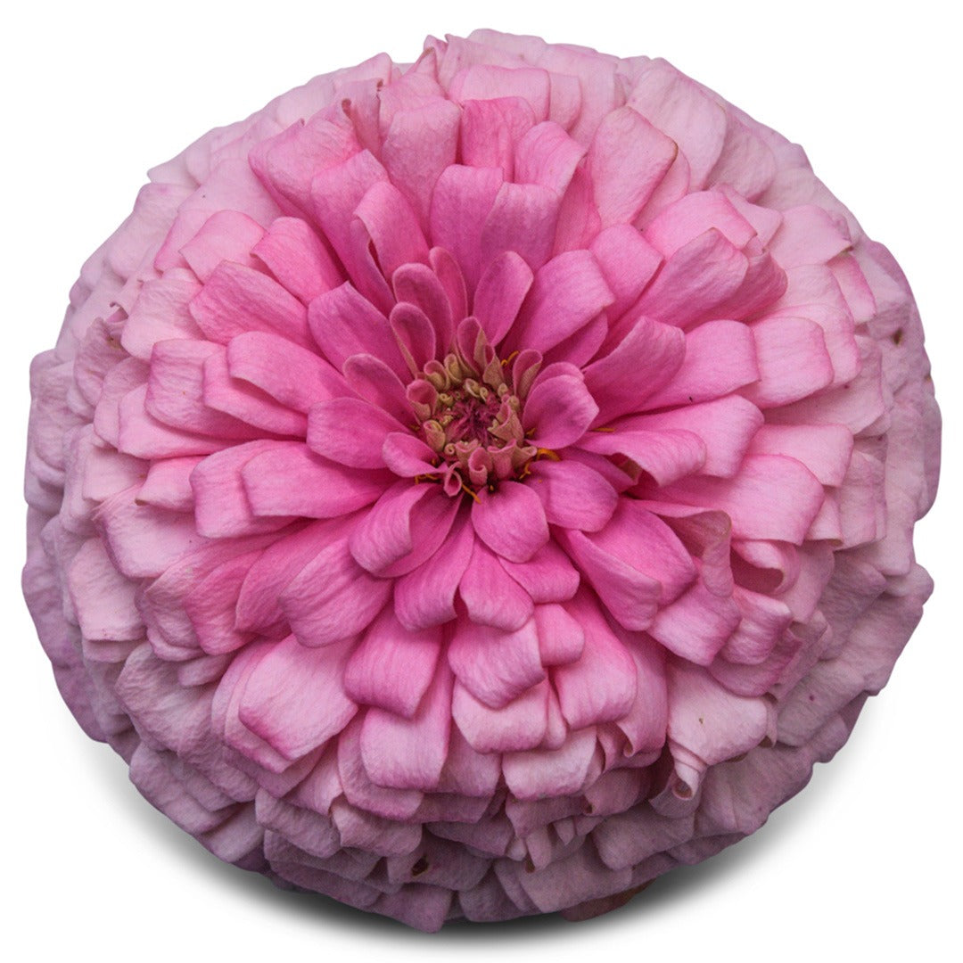 Close up of a single Benary's Giant Bright Pink Zinnia on a white background.