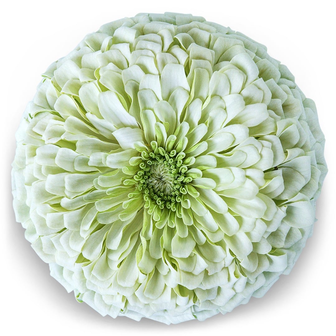 A single Benary's Giant White Zinnia on a white background.