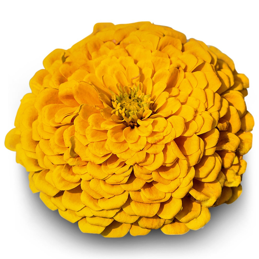 Close up of Canary Bird Zinnia on a white background.
