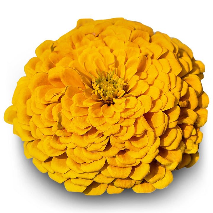Close up of Canary Bird Zinnia on a white background.
