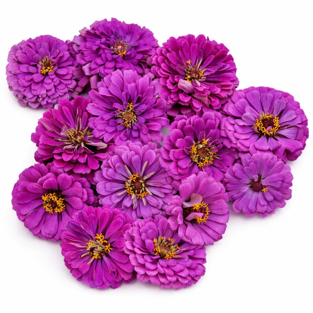An overhead view of an arrangement of Dream Deep Rosy Lavender Zinnia Flowers on a white background.