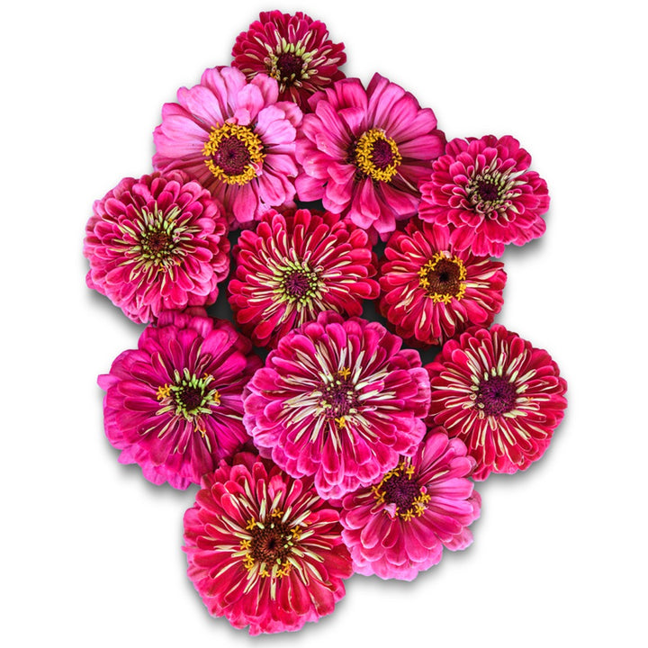 An overhead view of Exquisite Zinnias arranged on white background.