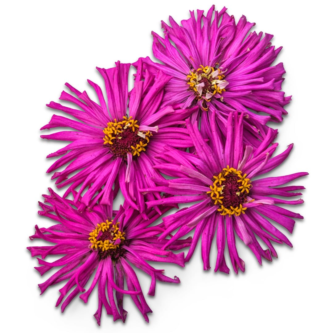 Four Lila Cactus Zinnia flowers on a white background.