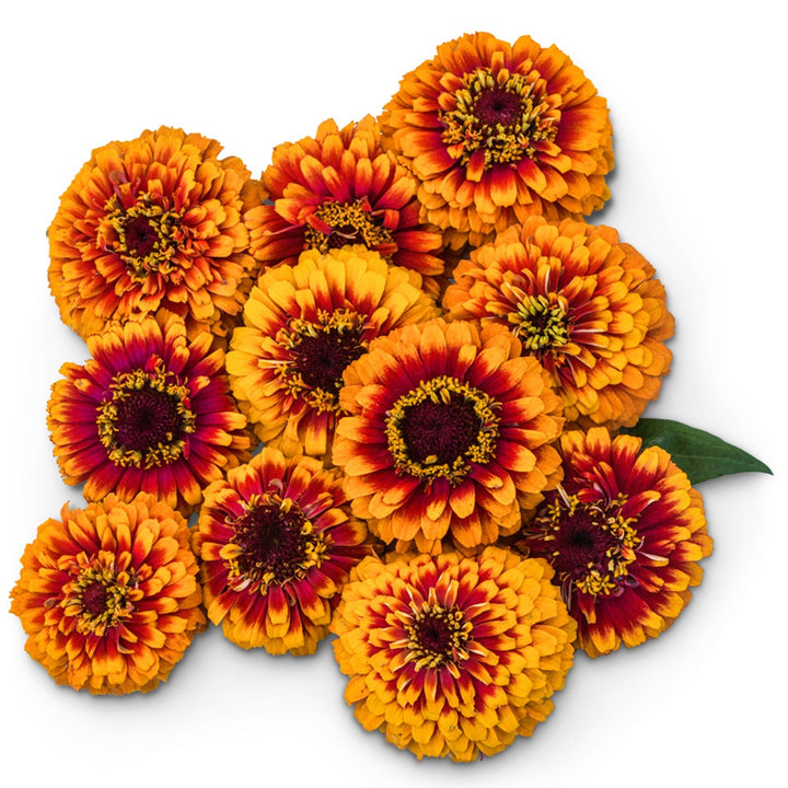 Bouquet of Macarenia Zinnias on a white background.