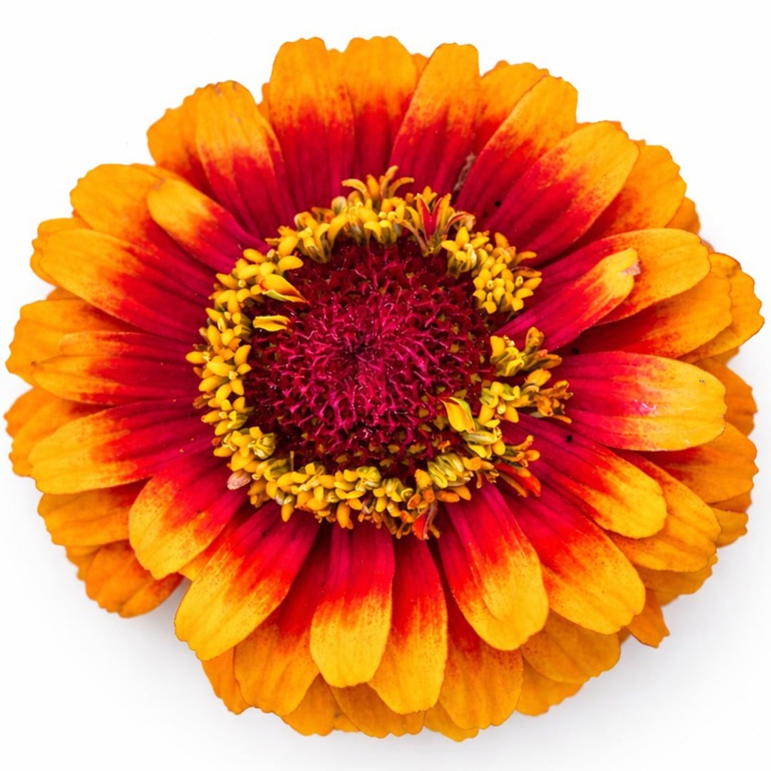Close up of Macarenia zinnia on a white background.