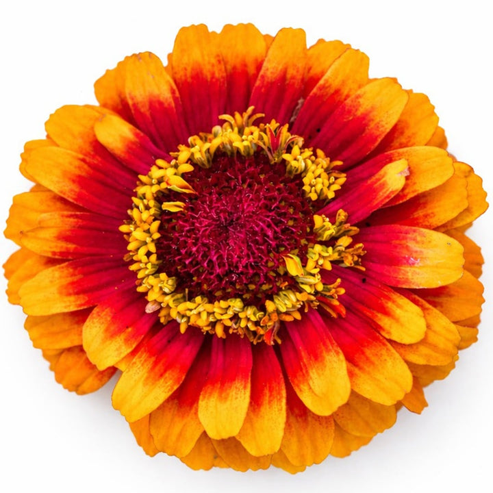 Close up of Macarenia zinnia on a white background.