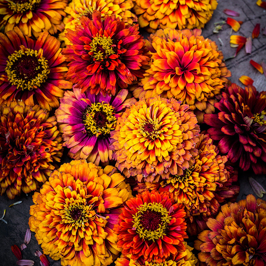 Macarenia Zinnia flower heads on dark background.