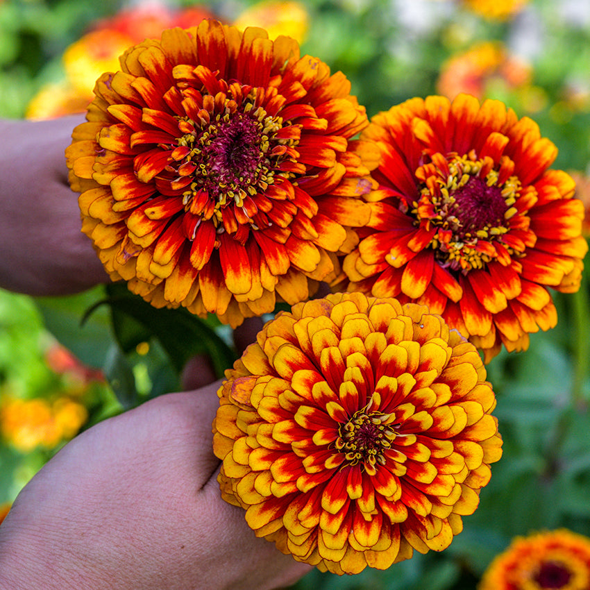 Macarenia Zinnia trio being held in garden.