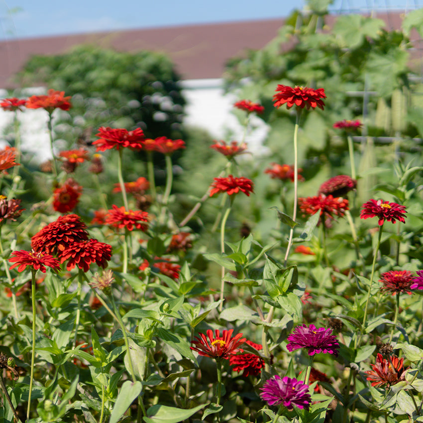 Macarenia Zinnia growing in garden.