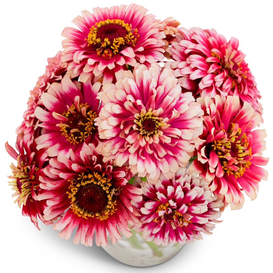 An arrangement of Mazurkia Zinnias on a white background.