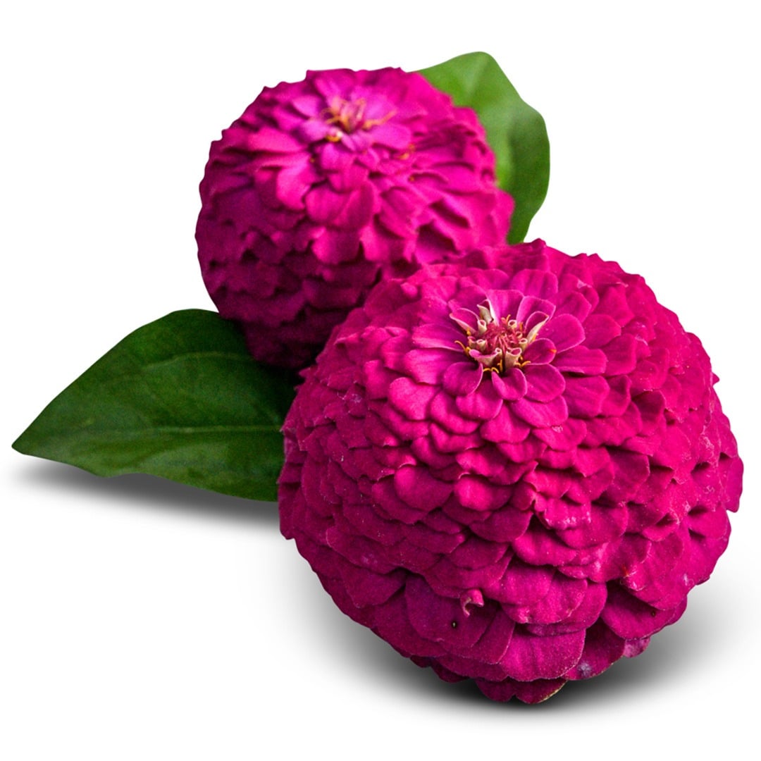 A pair of Oklahoma Carmine Zinnia's on a white background.