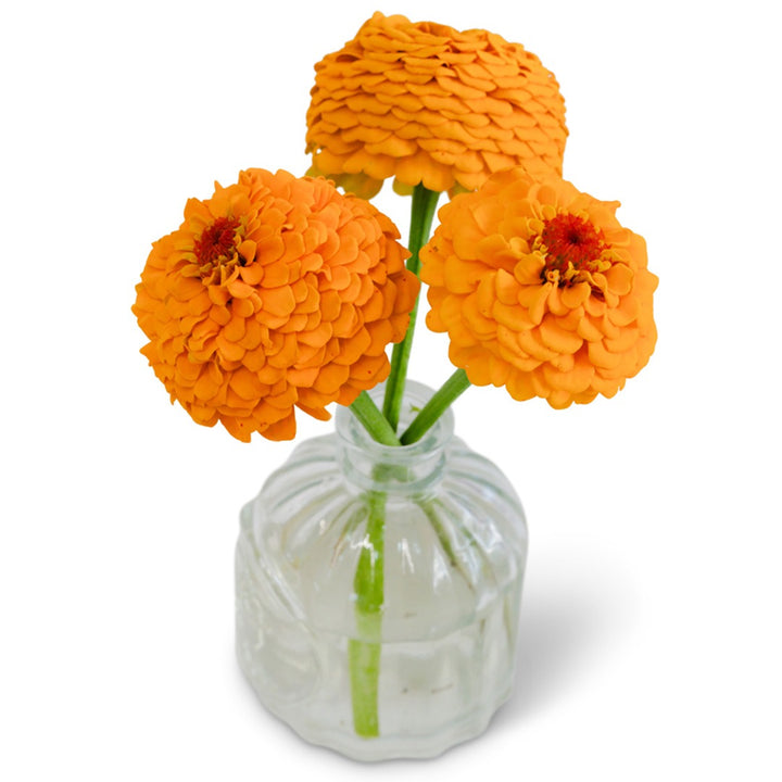 Trio of Oklahoma Golden Yellow Zinnias in a glass vase on a white background.