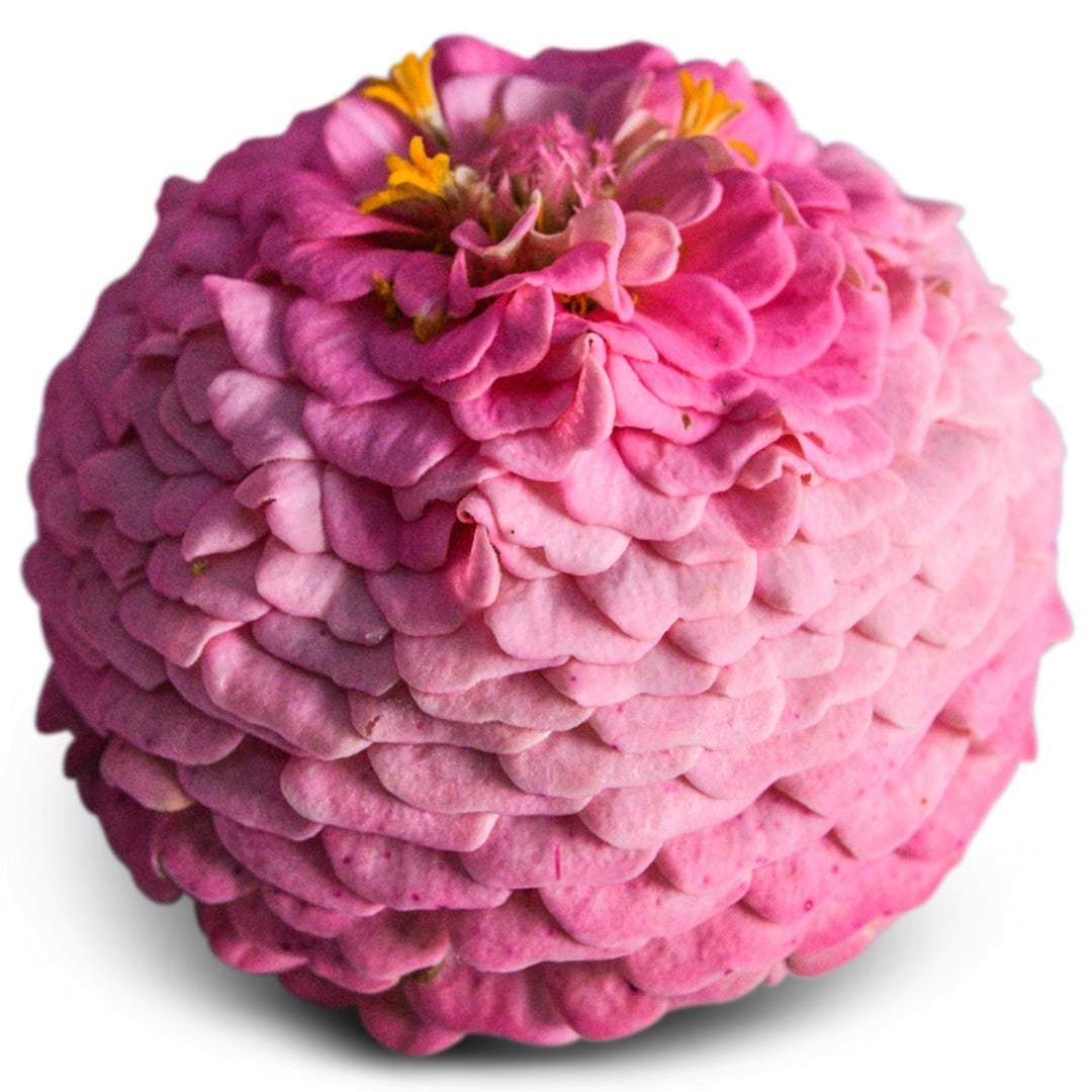 A close up of Oklahoma Pink Zinnia on a white background.