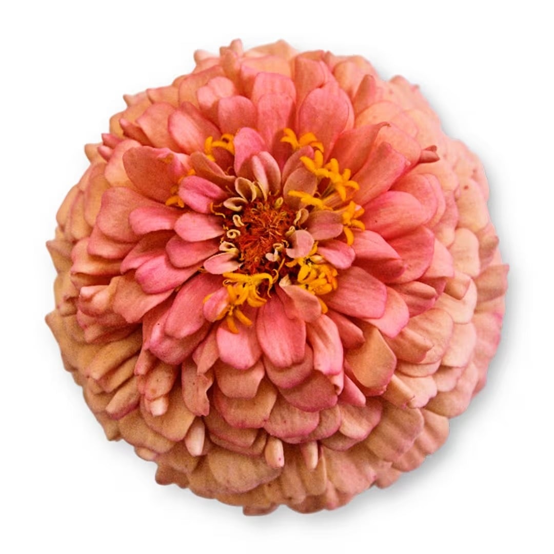 A single Oklahoma Salmon Zinnia on a white background.