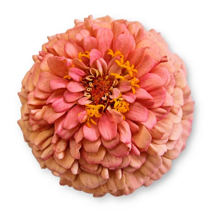 A single Oklahoma Salmon Zinnia on a white background.